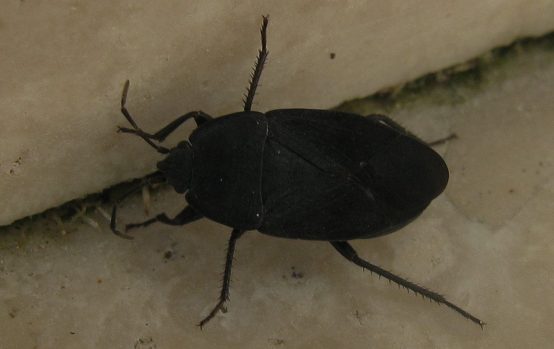 Lygaeidae: Aellopus atratus di Istanbul